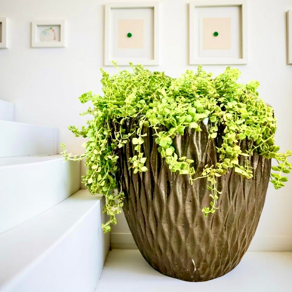 Plant containers