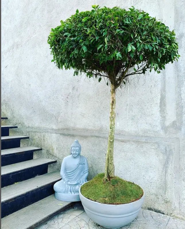 Buy Buddha monk idol, statue online - The Plant Shop