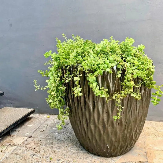 Buy flower pot planter large size online - The Plant Shop