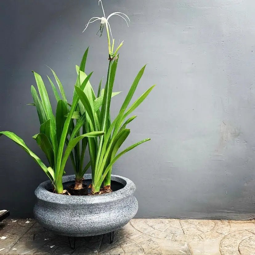 Buy mini lotus, lily, shallow planter flower pot online. - The Plant Shop