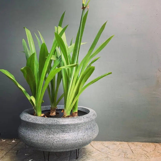 Buy mini lotus, lily, shallow planter flower pot online. - The Plant Shop