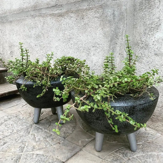 Buy planter, flower pot with legs online. - The Plant Shop