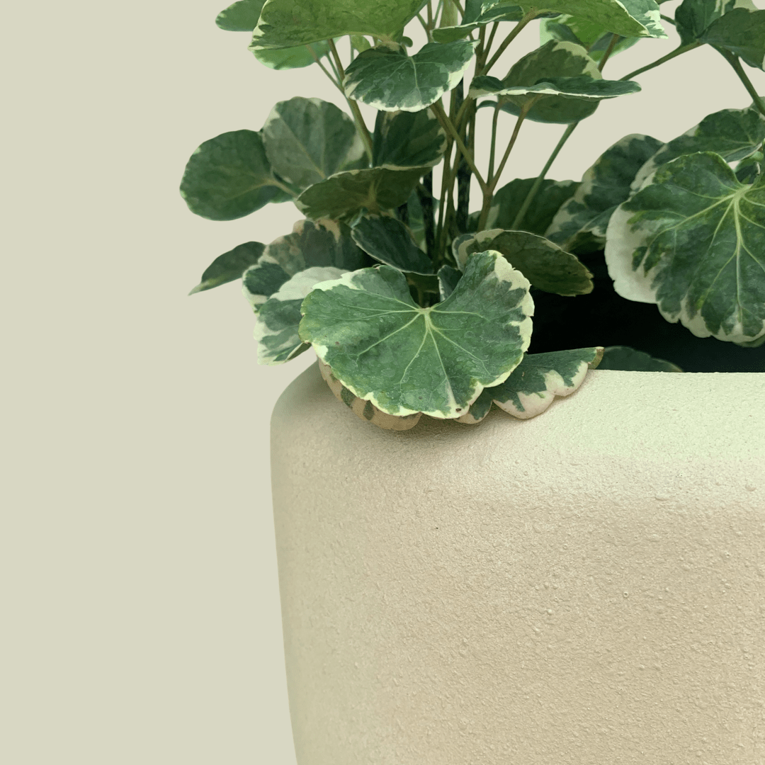 Buy Tulip planter flower pot online. - The Plant Shop