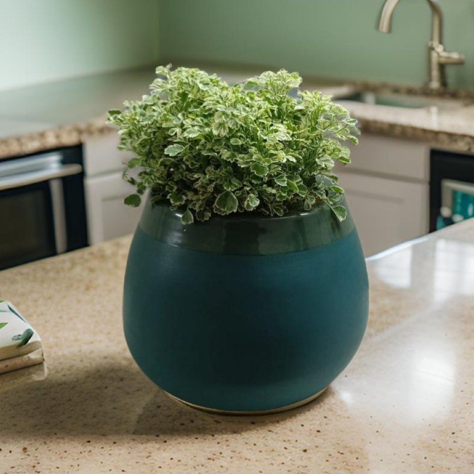 Ceramic pots and desktop planters for indoor plants. - The Plant Shop