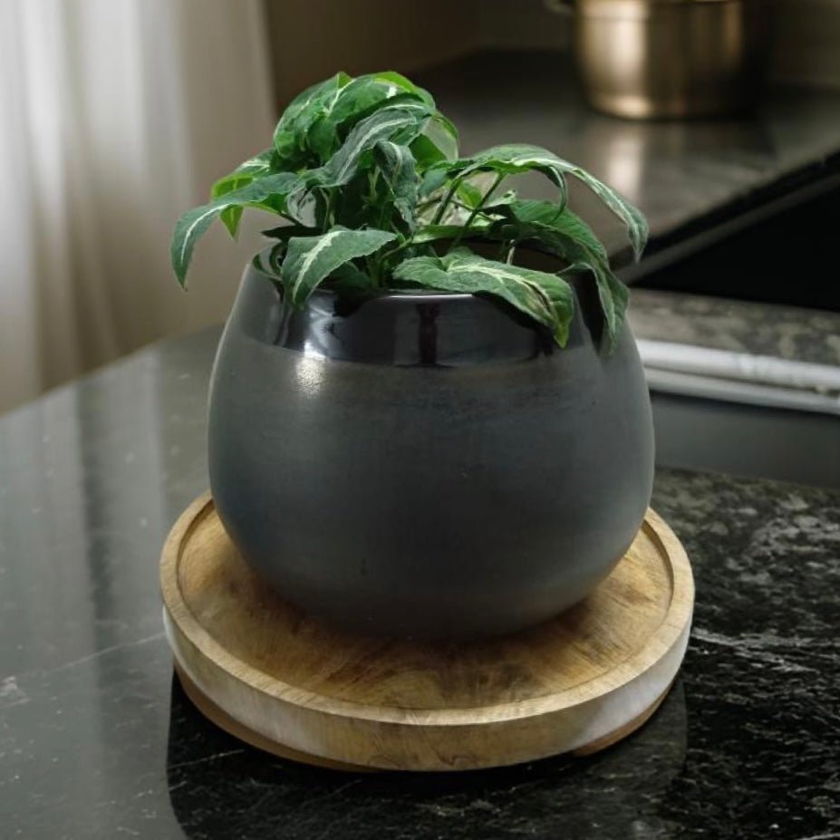 Ceramic pots and desktop planters for indoor plants. - The Plant Shop