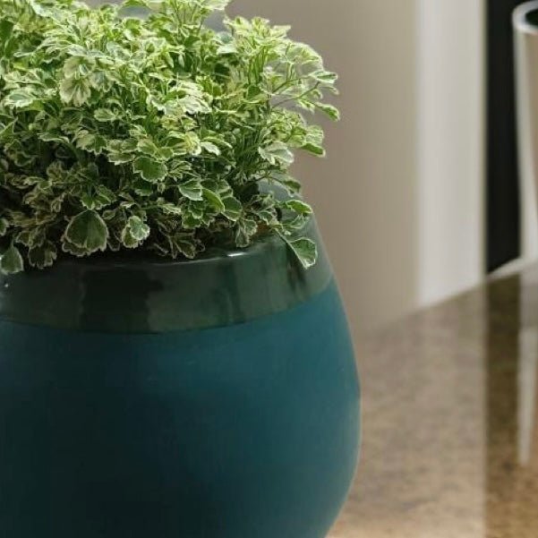 Ceramic pots and desktop planters for indoor plants. - The Plant Shop