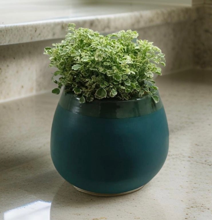Ceramic pots and desktop planters for indoor plants. - The Plant Shop