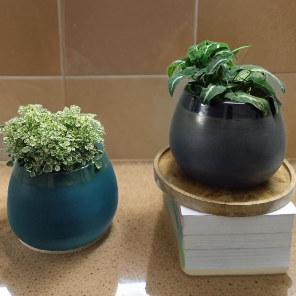 Ceramic pots and desktop planters for indoor plants. - The Plant Shop