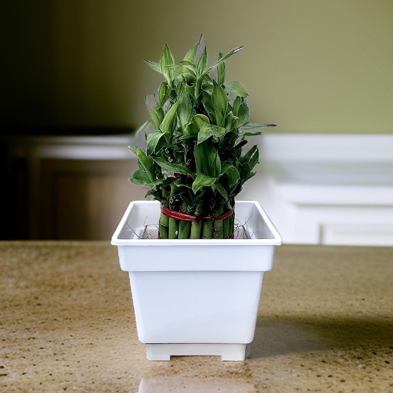 Flower pots - decorative planters made from plastic in vibrant colors. - The Plant Shop
