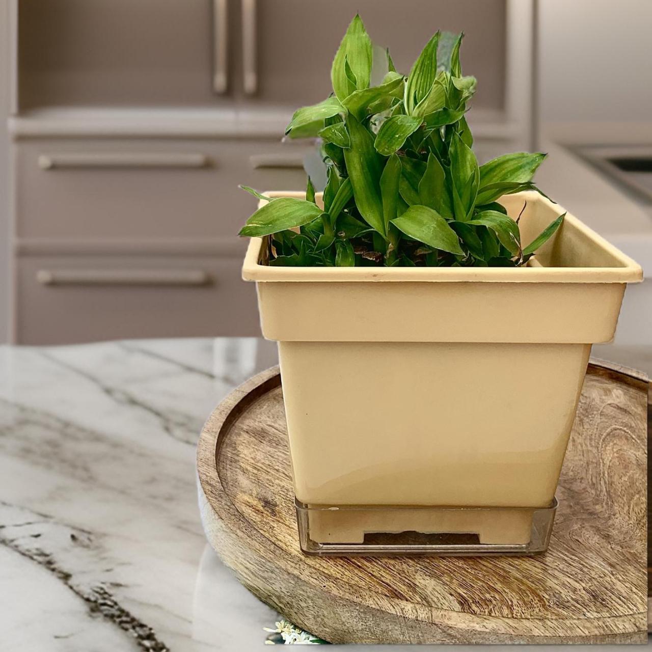 Flower pots - decorative planters made from plastic in vibrant colors. - The Plant Shop