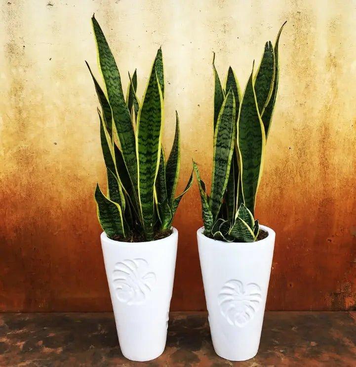 Leaf planter - The Plant Shop