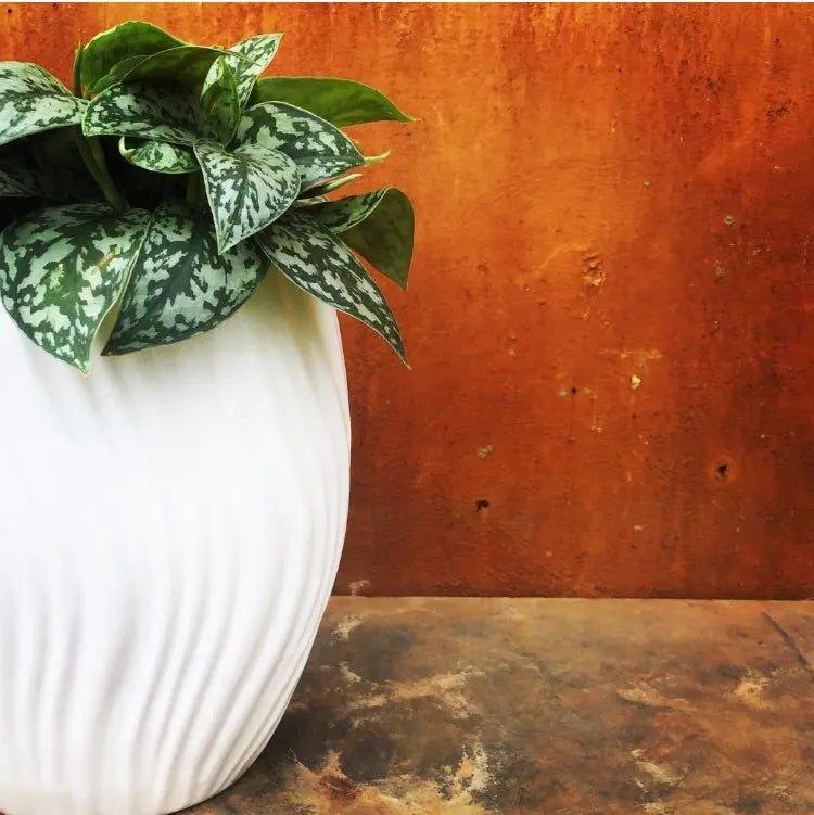 Oval wave planter - The Plant Shop