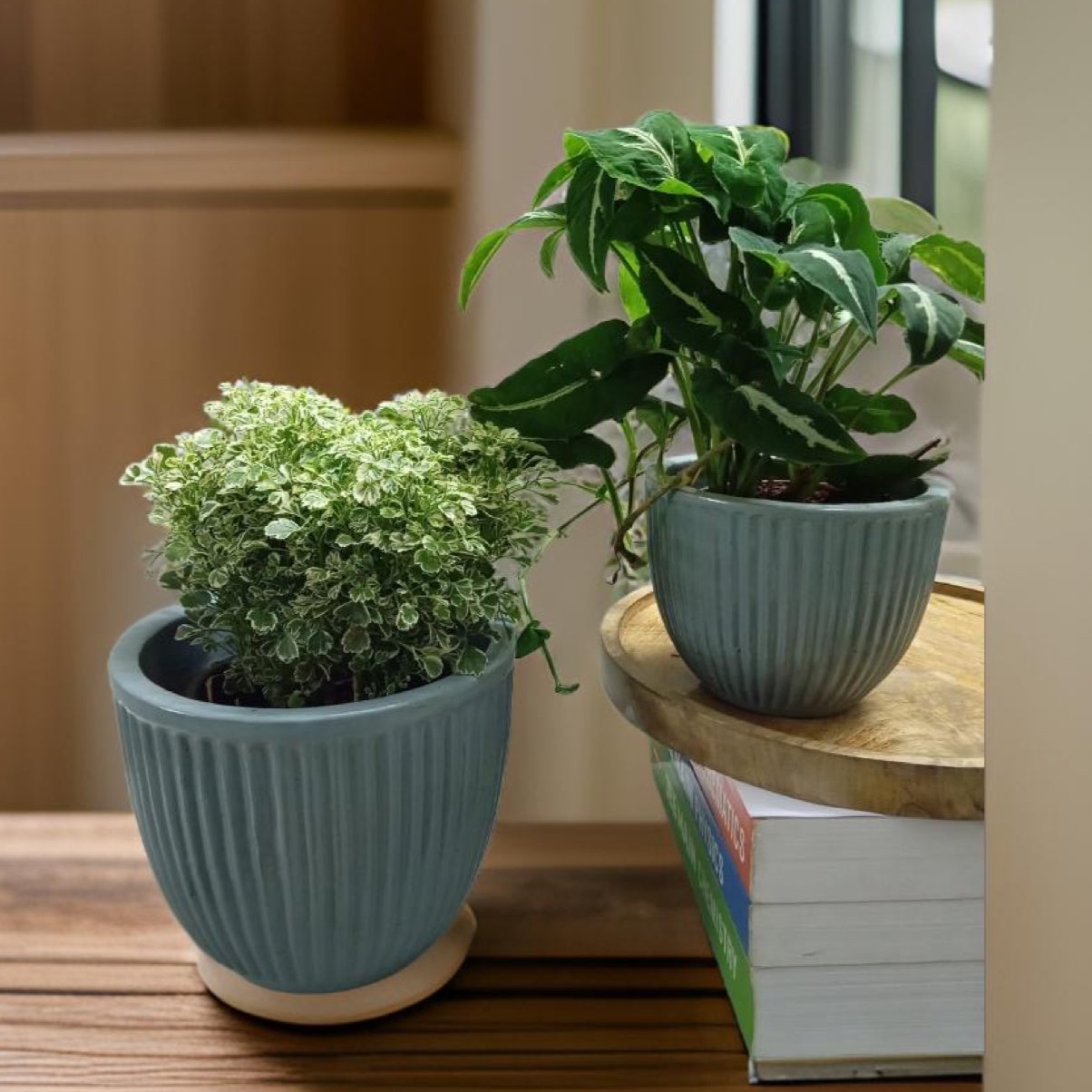 Plant Pots made from ceramic: Stylish Indoor Planters. - The Plant Shop