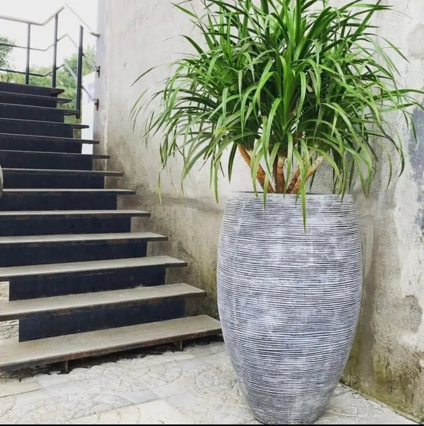 Rib round planter large - The Plant Shop