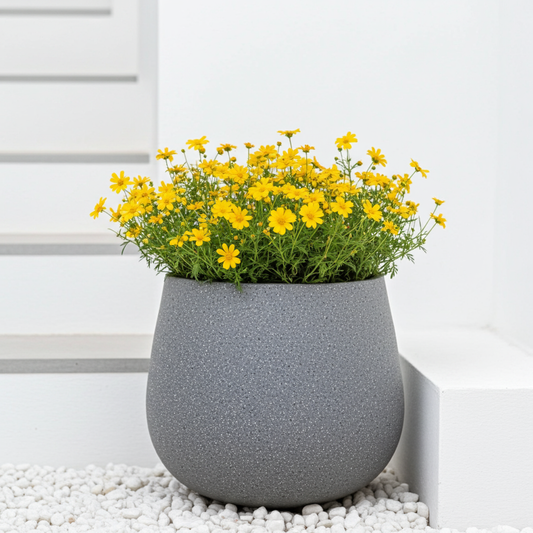 planters in Hyderabad style