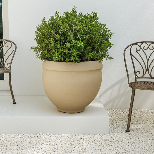 Beige pot with green plant on a white pedestal against a white wall with two metal chairs.