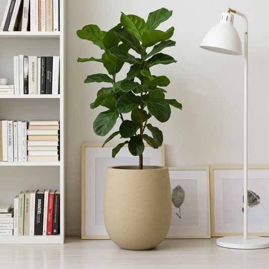 planter for fiddle leaf fig