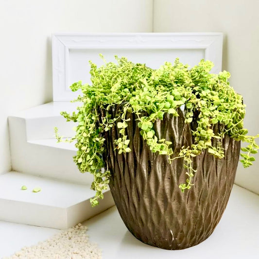 Planters for your foyer 