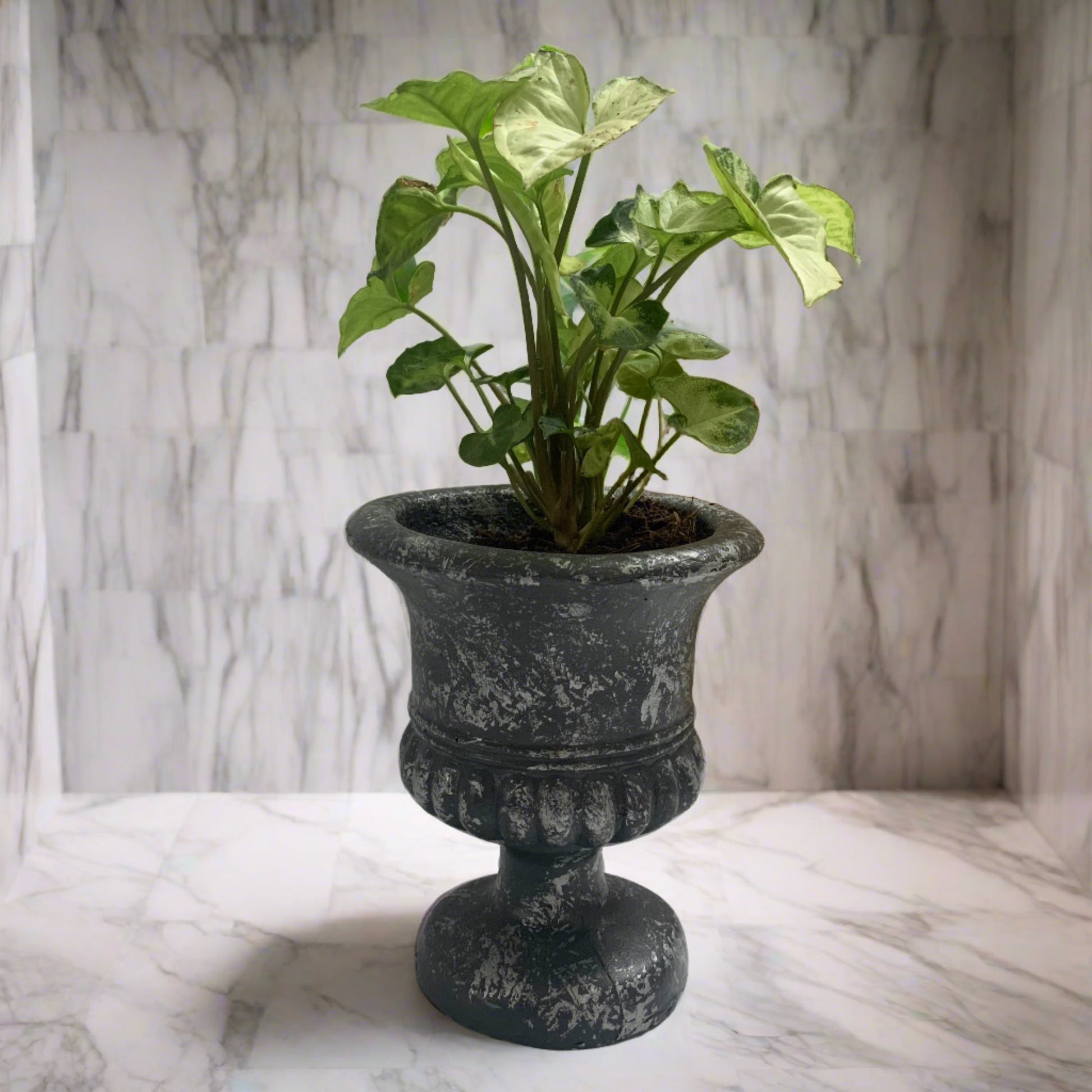Desktop Indoor Plant planters | Small Flower Pots for Office and Home ...