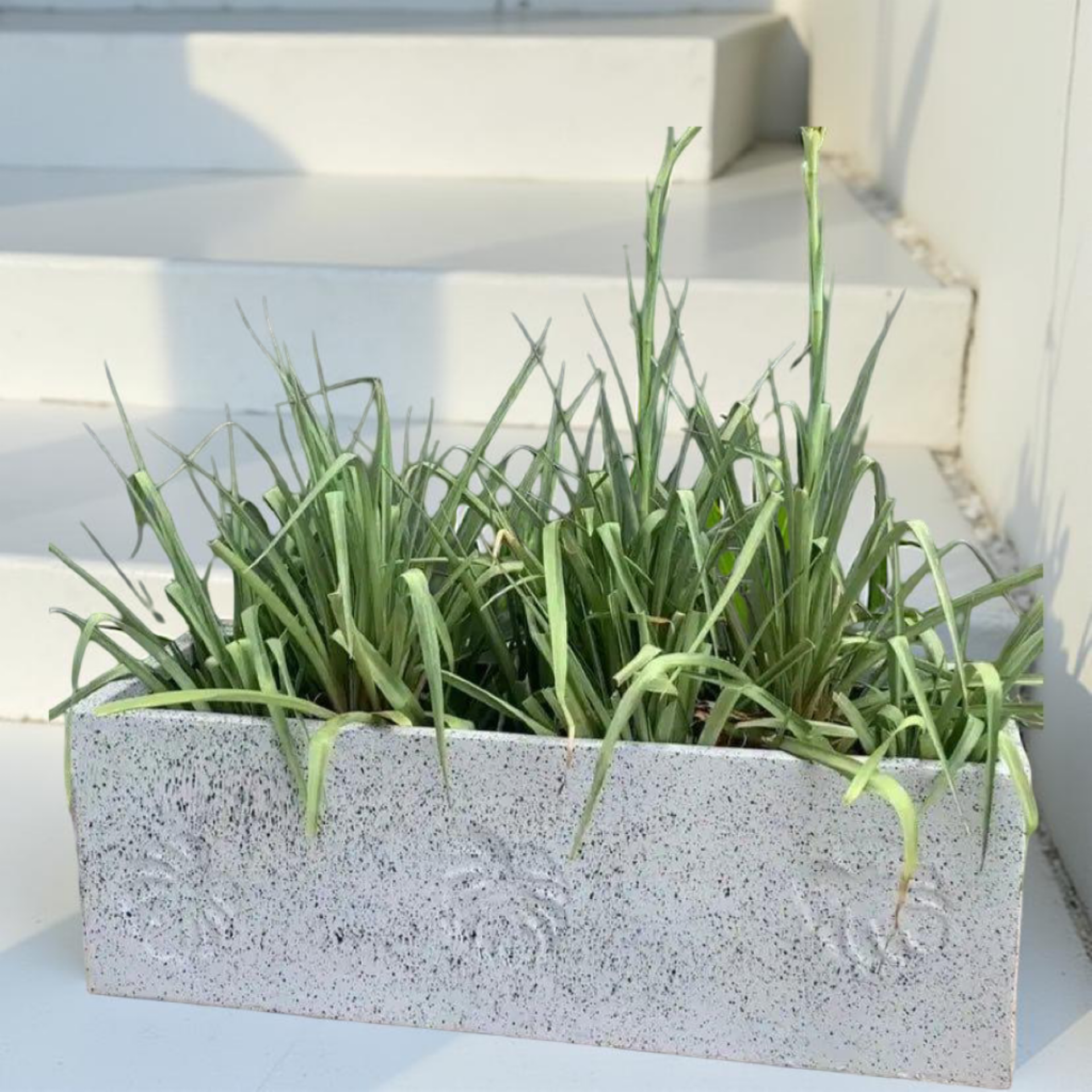 rectangle planter monstera Rectangular plant pots