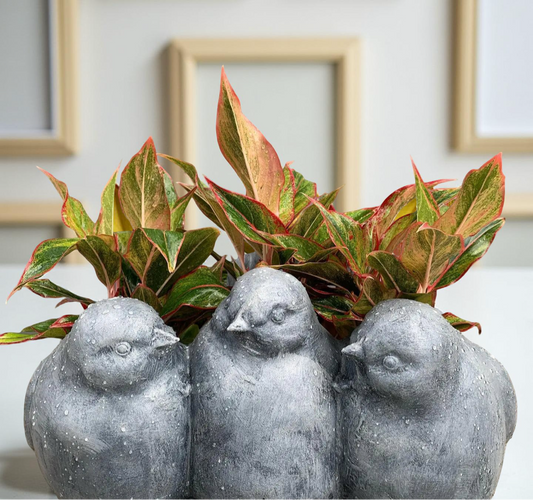 Bird planters for your indoor and outdoor plants