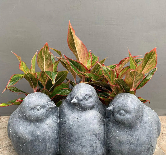 Buy bird planter made from fiber online - The Plant Shop