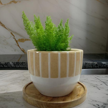 Ceramic pots in Chennai Style - Stylish planters - The Plant Shop