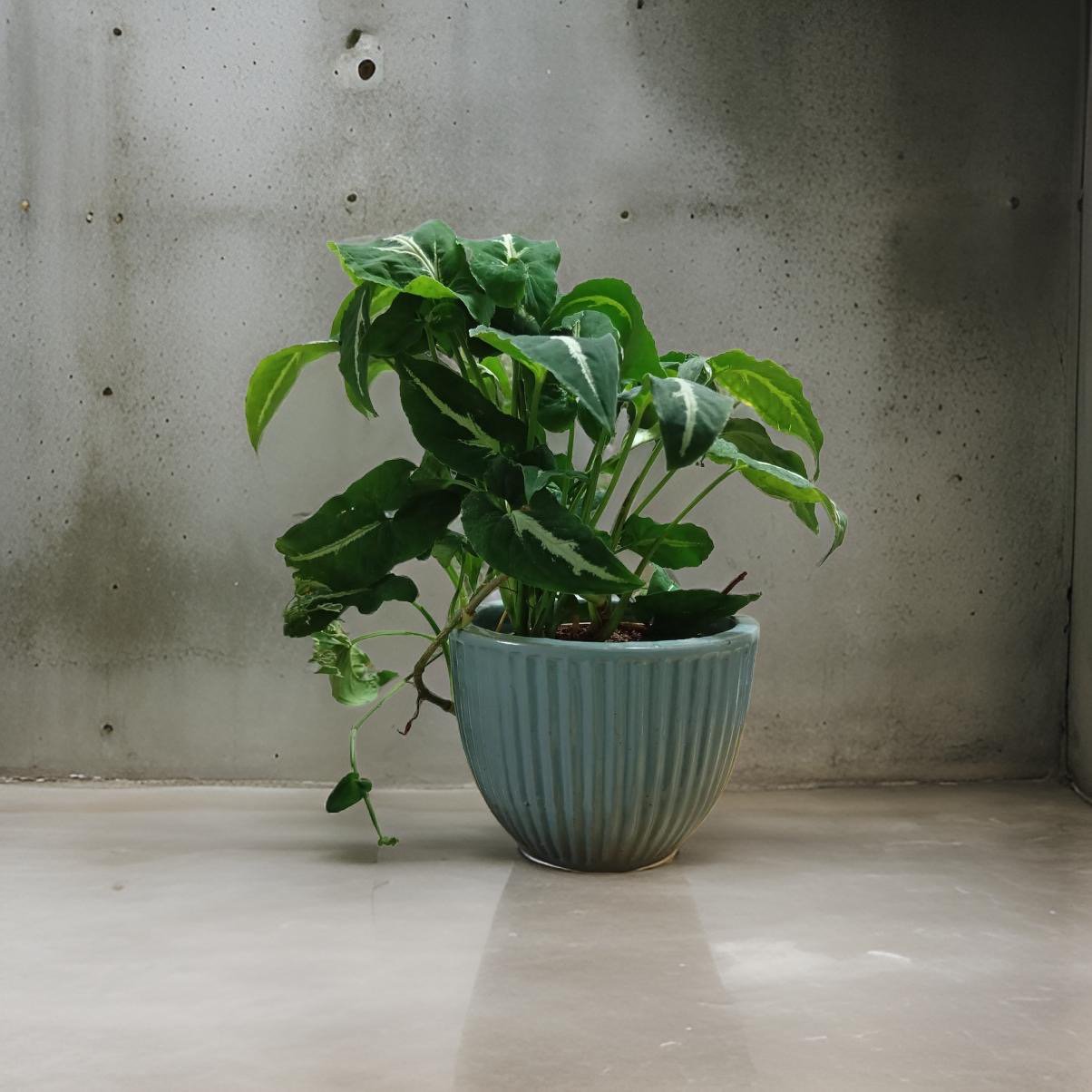 Plant Pots made from ceramic: Stylish Indoor Planters. - The Plant Shop