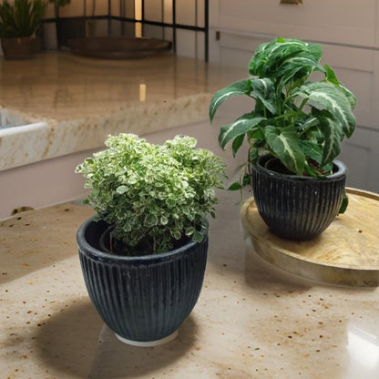 Plant Pots made from ceramic: Stylish Indoor Planters. - The Plant Shop